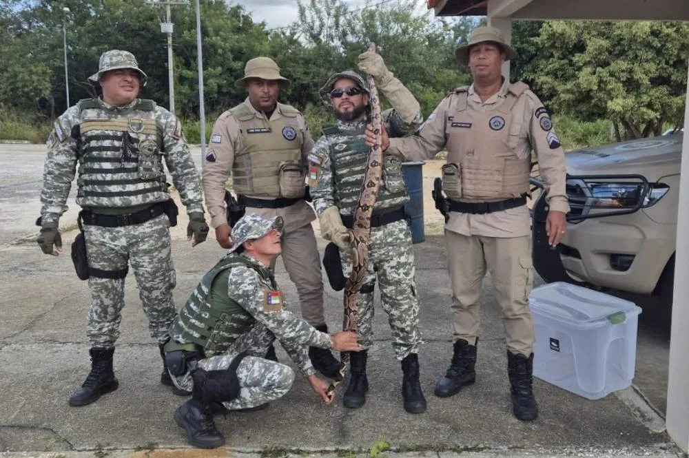 Polícia Militar resgata jiboia na BA-262 em Vitória da Conquista