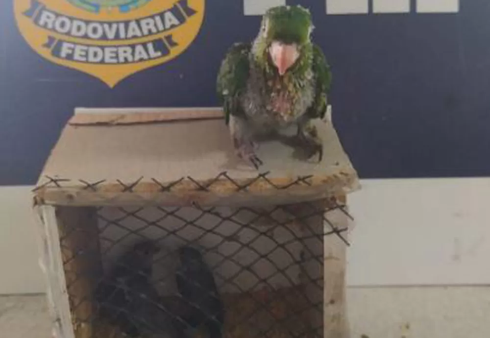 Filhote de Maritaca e coleirinhas são resgatadas na BR 116 em Conquista