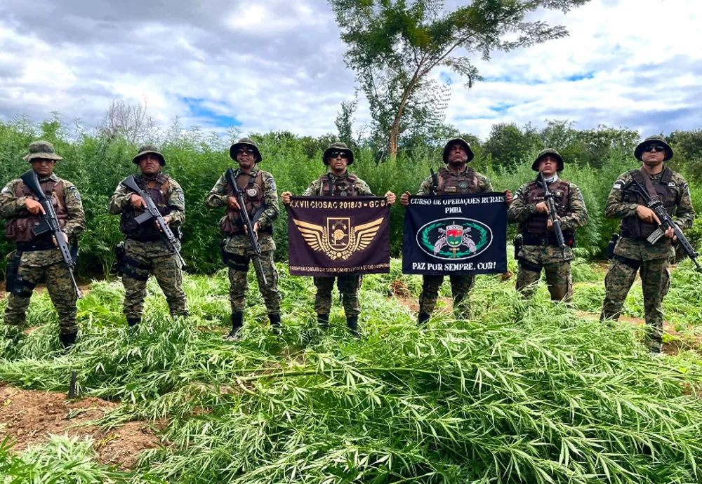 Cipe Semiárido erradica 40 mil pés de maconha