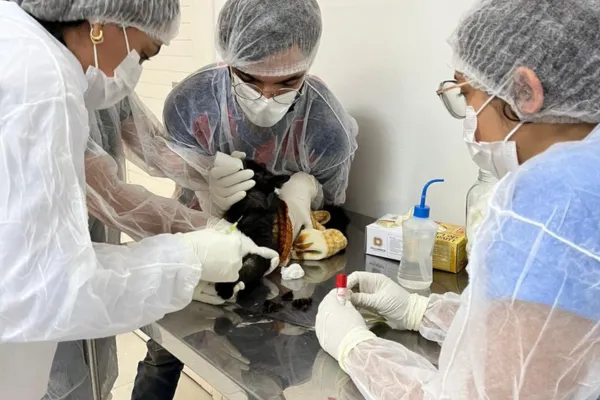 Pesquisa da Uesb estuda a expansão da ‘doença de jardineiro’ em Vitória da Conquista