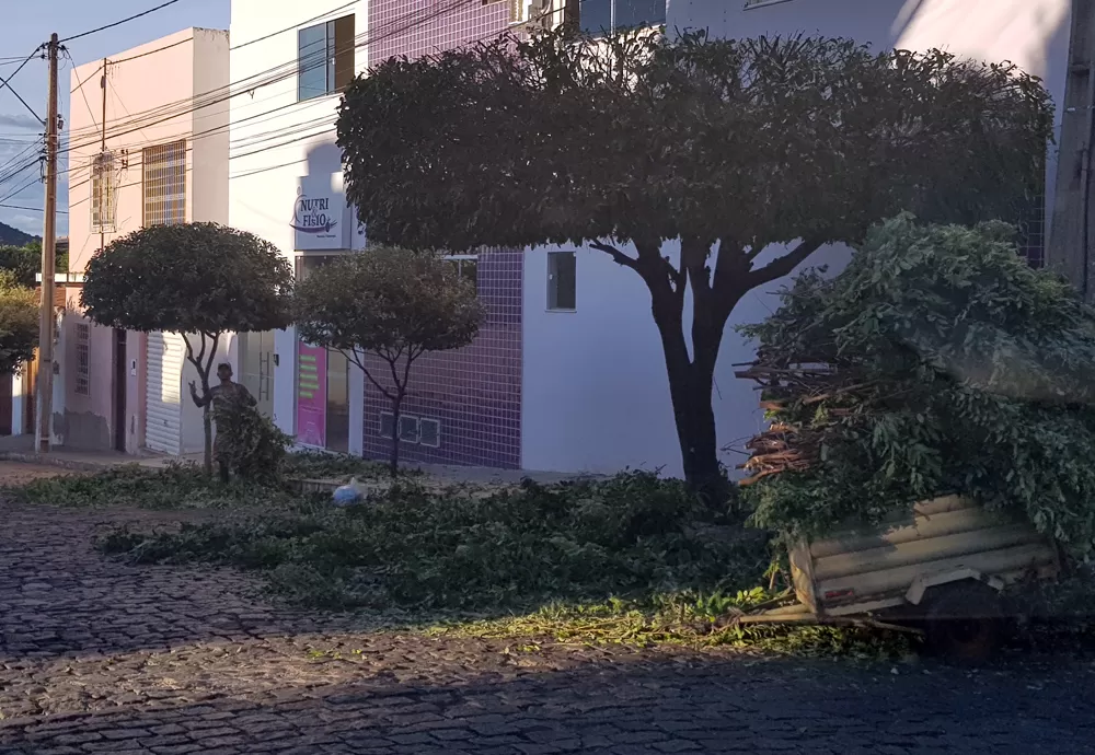 Brumado: Departamento Municipal de Meio Ambiente alerta sobre os prejuízos da poda drástica em árvores e arbustos