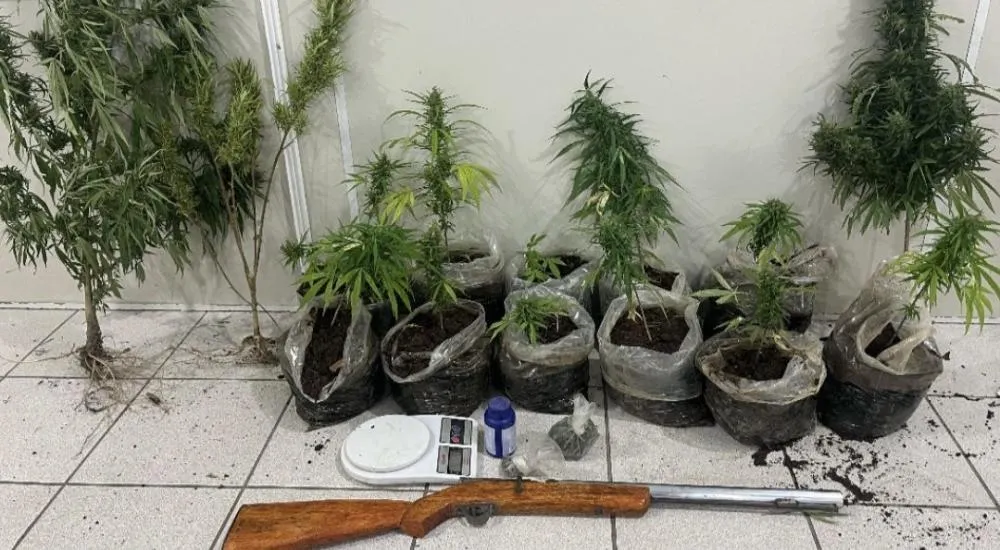 Guarnição da 80ª CIPM apreende arma de fogo e plantações de maconha na zona rural de Tremedal