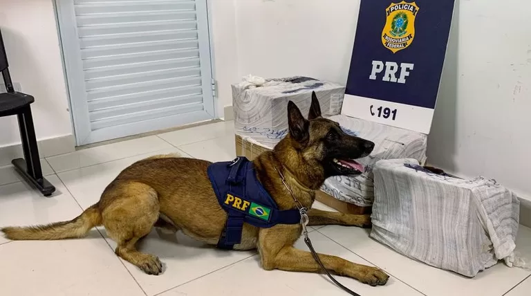 Cão farejador da PRF encontra 72 Kg de maconha durante abordagem a ônibus em Conquista