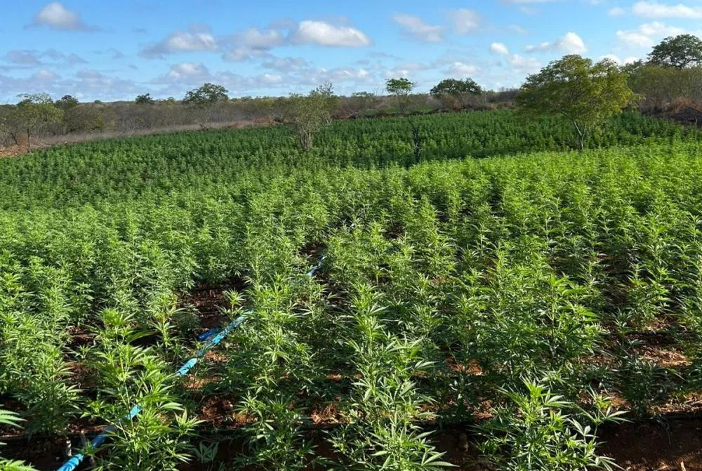 Forças Estadual e Federal localizam 200 mil pés de maconha durante a Operação Nordeste Integrado