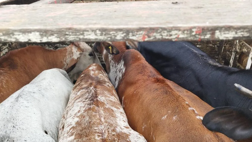 CIPRv/Brumado apreende veículo com transporte irregular de bovinos em Vitória da Conquista