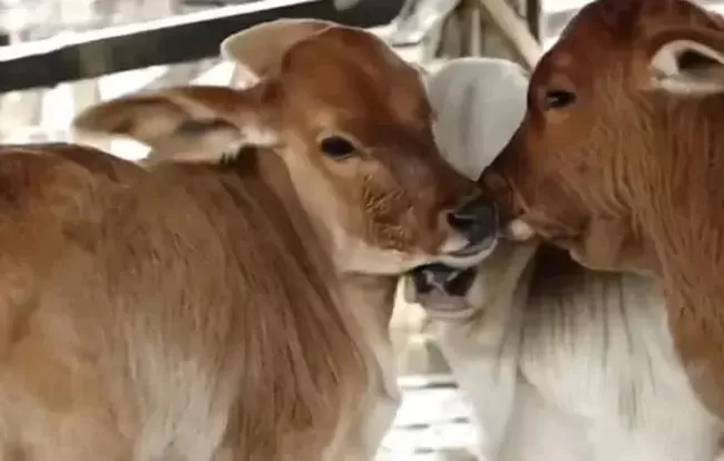 Sudoeste da Bahia:  Vaca dá à luz três filhotes em caso raríssimo