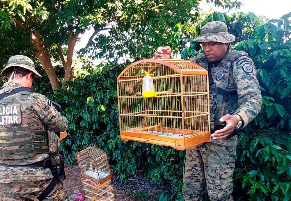 Ibicoara: Ação da CIPPA/Lençóis resulta na entrega voluntária de aves silvestres no distrito de Cascavel