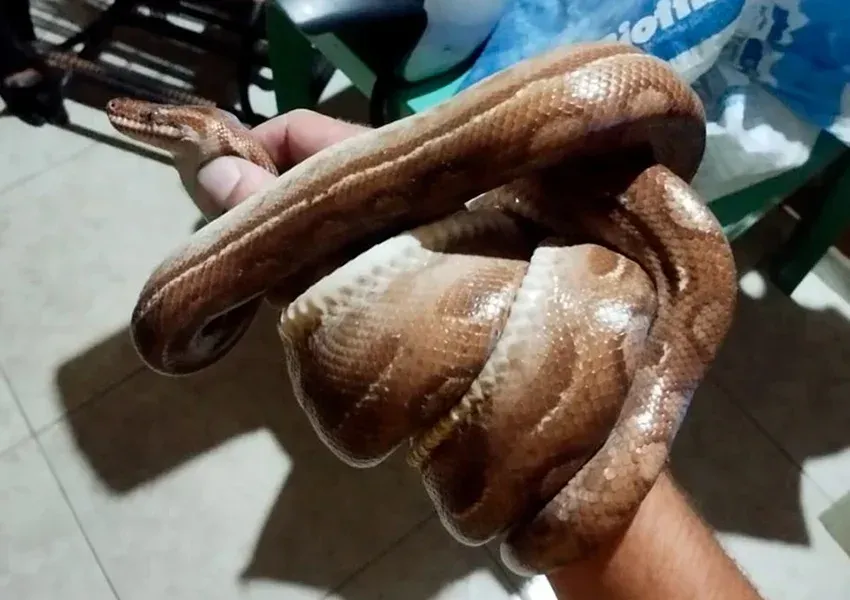 Jiboia-arco-íris é resgatada no Bairro Passa Quatro em Livramento de Nossa Senhora