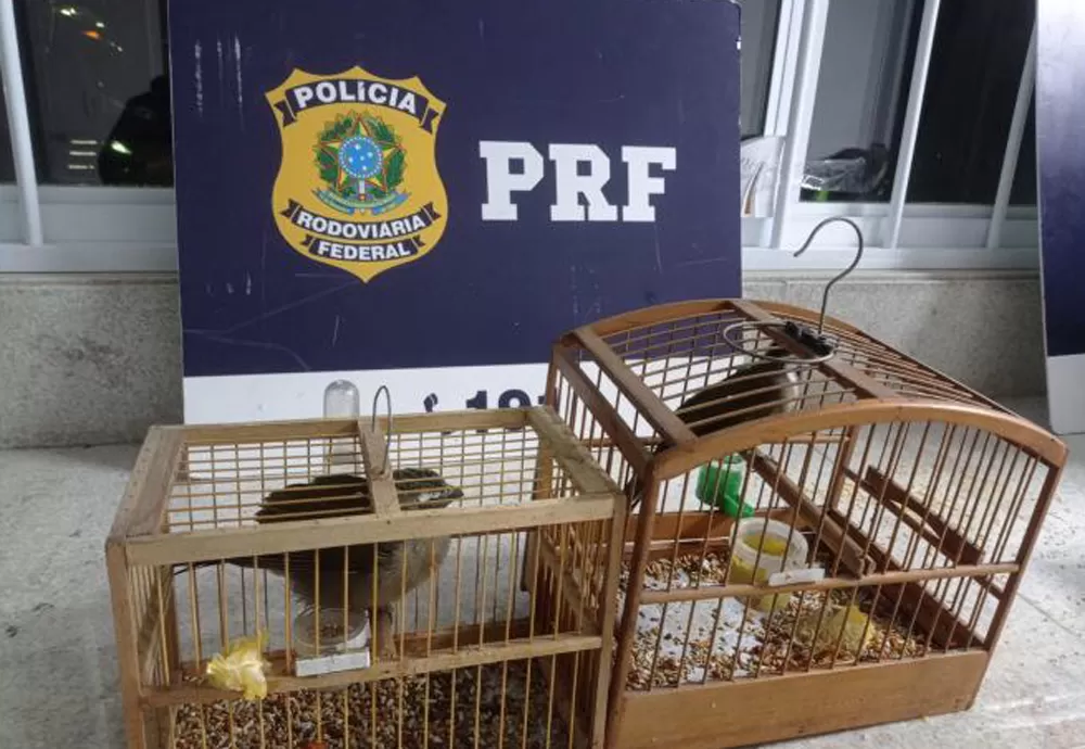 PRF flagra crime ambiental e resgata pássaros sendo transportados irregularmente dentro de gaiolas
