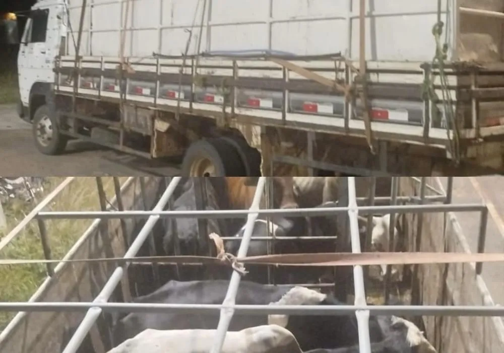 Polícia Rodoviária intercepta veículo com oito bovinos em situação irregular em Brumado