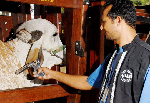 Começou nessa terça-feira (01) e segue até 31 de maio a campanha de vacinação contra Febre Aftosa