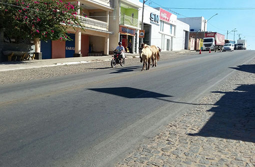 Brumado: Animais soltos nas vias podem, além de causar acidentes, transmitir doenças