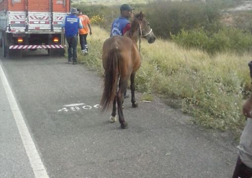 PRE realiza operação e apreende animais soltos na BA-262 