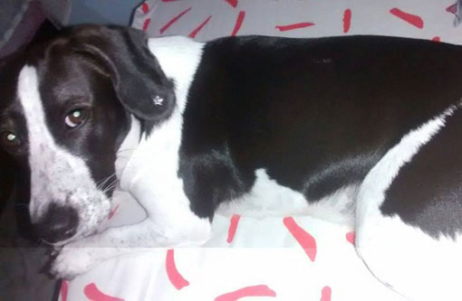 Brumado: Procura-se cadela desaparecida