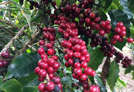 Produção de café da agricultura familiar na Bahia conquista mundo
