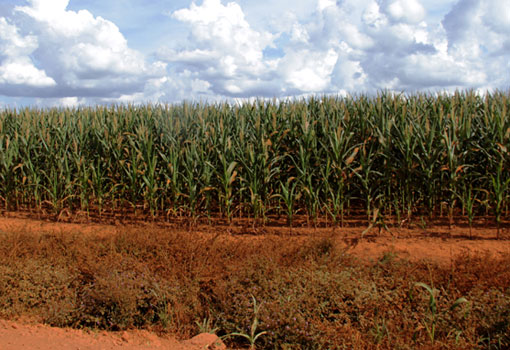 Crédito rural: CAIXA reduz taxa de juros para médios produtores