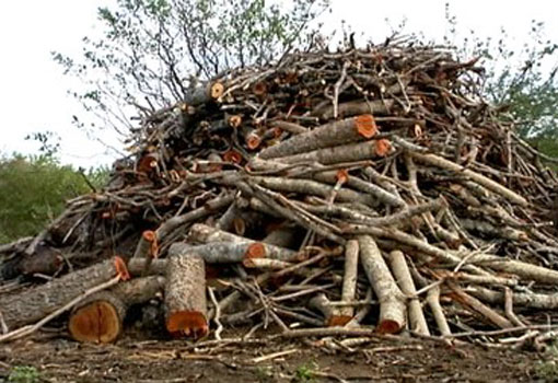 Brumado: leitor denuncia desmatamento de mata ciliar as margens do Rio do Antônio