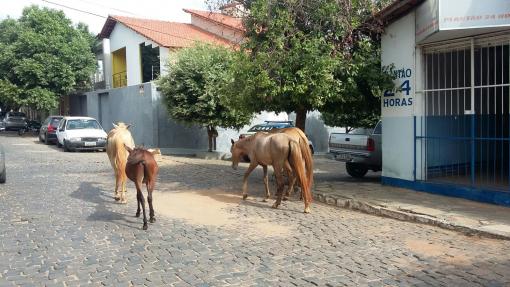 Brumado: Cavalos são flagrados transitando livremente no Bairro Jardim Brasil 