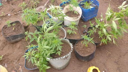 Polícia Militar apreende pés de Maconha e pinos com cocaína em Jussiape