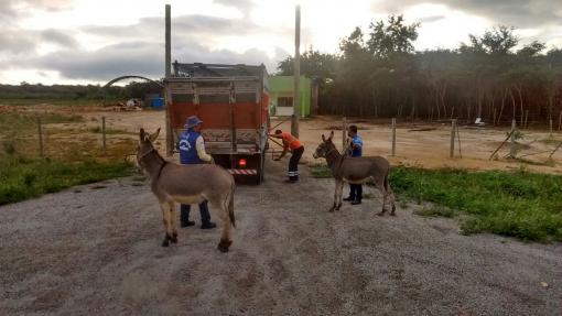 PRE realizou a captura de animais soltos nas rodovias da região de Brumado