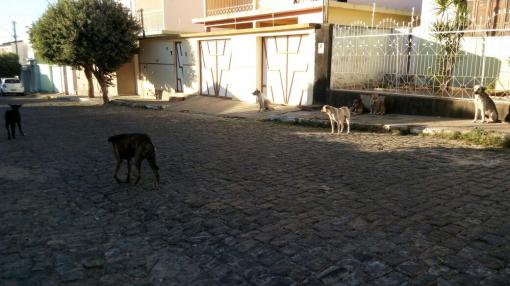 Brumado: quantidade de cachorros soltos pelas ruas preocupa população