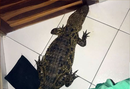 Caculé: morador flagra jacaré dentro de residência no Bairro Lagoa de Cima
