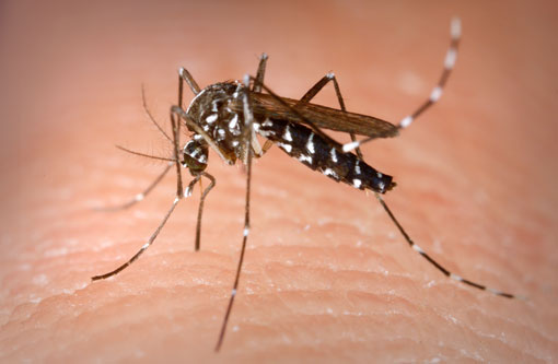 Bahia: pesquisadores da Fiocruz descobrem que Aedes Aegypti também se reproduz em água suja