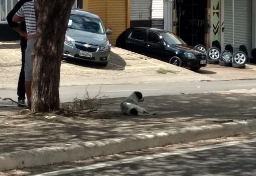 Brumado: cão de andarilho morto após atropelamento permanece no local do acidente 