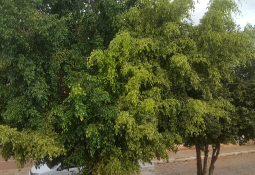 Brumado: Secretaria de Meio Ambiente convoca podadores para realização de cadastro obrigatório 