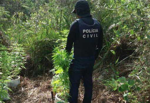 Ibicoara: Polícia Civil erradica plantação de maconha