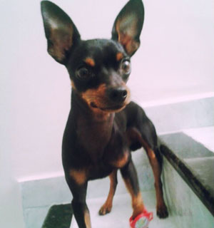 Brumado: Procura-se cachorro Pinscher desaparecido