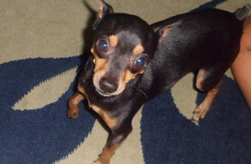 Brumado: Cachorro está desaparecido