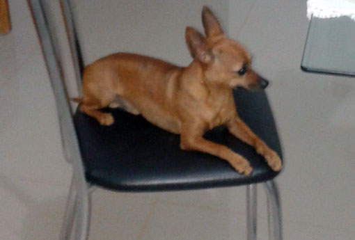 Brumado: cachorro Pinscher está desaparecido 