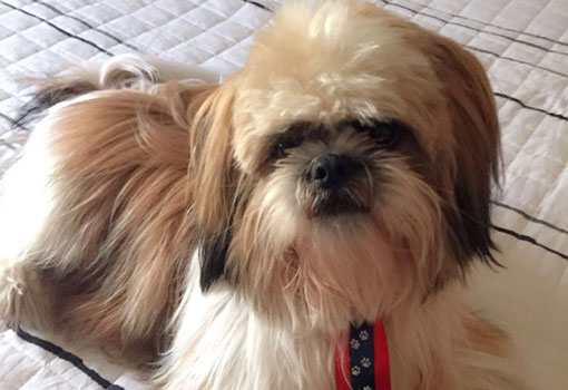 Brumado: cachorro da raça Shih-tzu está desaparecido