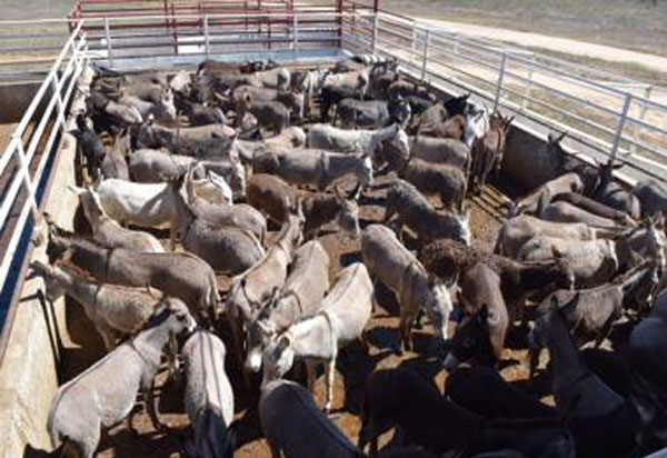 MP aciona Adab para fortalecer fiscalização do abate de jumentos na Bahia