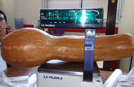 Aracatu: Agricultor colhe abóbora gigante pesando 22 quilos 