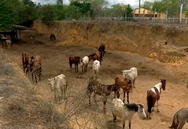 Vitória da Conquista: Populares  denunciam que animais resgatados por prefeitura adoecem e morrem em abrigo