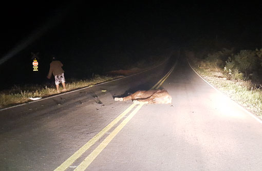 Brumado: Motociclista colide contra cavalo na 'Curva do 5'