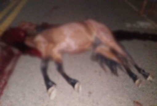 Jovem colide veículo contra cavalo na BA-148, na comunidade de Lagoa Funda