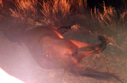 Dom Basílio: Motociclista morre após colidir contra cavalo