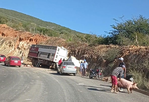 Rio de Contas: Caminhão carregado com porcos tomba e animais ficam presos às ferragens