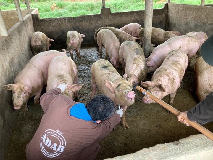 Bahia inicia ação de vigilância integrada dos suínos