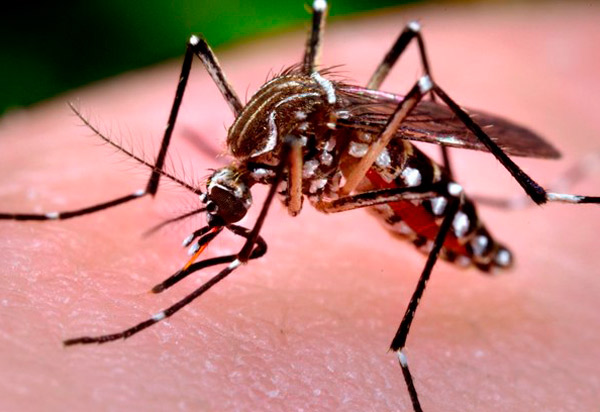 Bahia lidera casos de dengue no Nordeste; crescimento foi de 770%