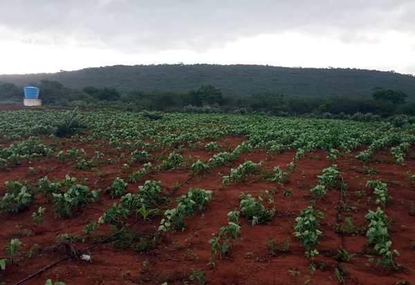 Governo do Estado libera R$ 20 milhões para a agricultura familiar