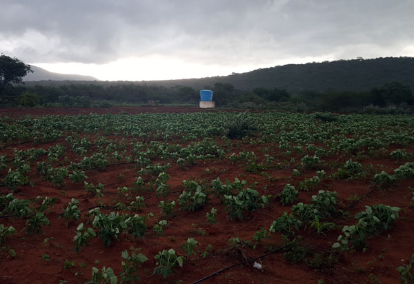Seguro destina R$ 33,3 milhões a agricultores familiares na Bahia; Brumado e outros municípios da região são contemplados 