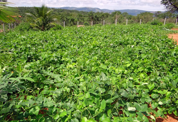 Agricultura gerou R$ 27,5 bilhões para a Bahia em 2020, melhor resultado em 26 anos