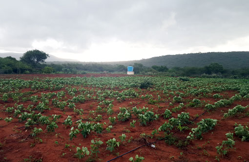 Dados do IBGE indicam que a Bahia é o único estado do nordeste a sofrer queda no valor da agricultura brasileira 