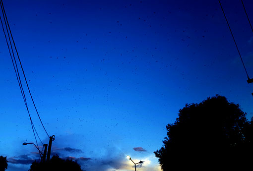 Brumado: concentração de Andorinhas na Praça Coronel Zeca Leite chama a atenção de populares 