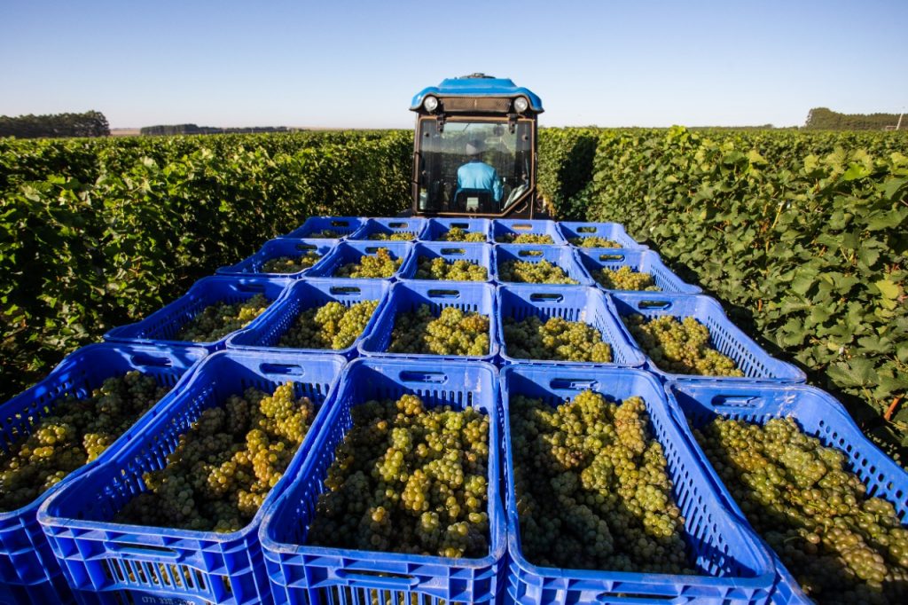 Bahia deve entrar nos principais destinos enoturísticos do país