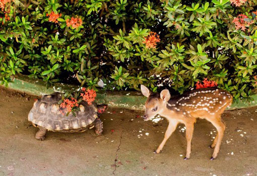 FPI detém 14 pessoas e resgata 701 animais em municípios da Bacia do São Francisco e Sudoeste da Bahia